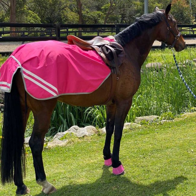 Horse Exercise Sheet